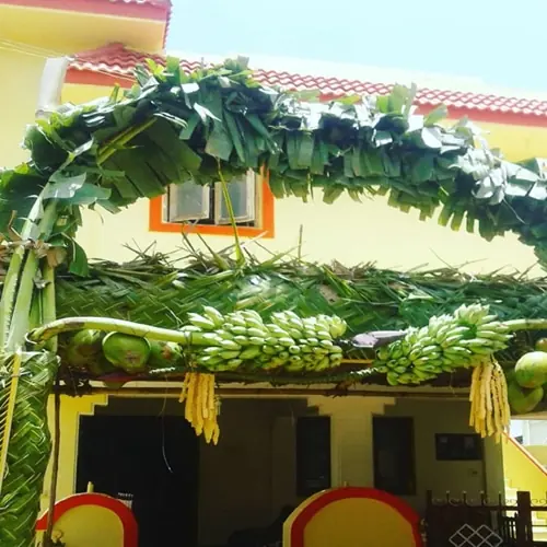 Vaazhai Maram